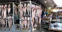 “잘 자라서 다시 오너라”…경남도, 대구 인공수정란 대량 방류