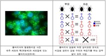 곤충 성비 교란시키는 미생물로 ‘친환경 방제’