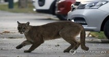 인간이 숨자 동물이 나타났다…‘코로나 봉쇄’에 야생동물들 도시로