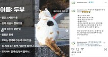 국민대 국냥이 '두부'를 찾아주세요!