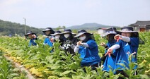 한성대 7년째 농촌 일손돕기 위해 ‘구슬땀’