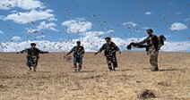 [포토] 아프간 밀밭에 메뚜기떼 출현