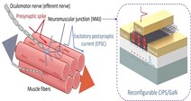 숭실대 유건욱 교수 연구팀, Reconfigurable GaN 트랜지스터 기반 신경근 접합부 시냅스 디바이스 개발