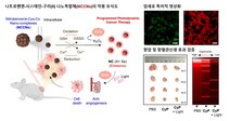 암세포 표적해 제거하는 광역학 나노치료제 개발