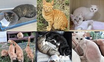 반려동물 진료비 연평균 59만원…‘공시제 도입’ 목소리