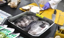 일본산 참돔·중국산 낙지를 국내산이라고 속인 업소 8곳 적발