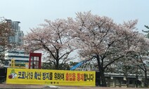 꽃구경도 ‘드라이브 스루’…“올핸 눈으로만….”