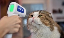 [말글살이] 고양이 살해 / 김진해