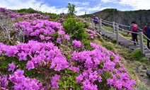 ‘한라산 산철쭉’ 10일 전후로 만개한다