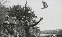 [세상바꾼동물] 군인 194명을 구한 비둘기