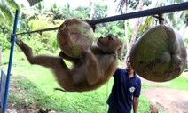 [세상 바꾼 동물] 코코넛 따는 원숭이를 아시나요