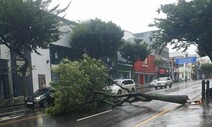 하늘길·뱃길 끊긴 제주, 바비 강풍에 간판 날리고 가로수 부러져