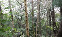 해발 1500m 구상나무 떼죽음, 유력용의자는 기후변화