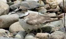 울산 태화강, 이번엔 국제적인 철새 서식지로 인정받나?