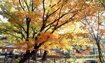 [삶의 창] 잘리니 그때야 보이는 금빛 / 이명석