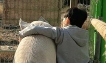 [삶의 창] 이 돼지는 사랑을 안다 / 김소민