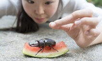 장애물 부닥쳐도 추락 않는 장수풍뎅이 날갯짓 원리 규명