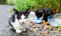 ‘도둑고양이’이라니…‘길고양이’는 억울합니다