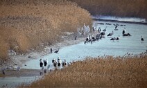 한국서 겨울 나는 황새 많이 늘었다는데…내년 ‘풍년’도 기대해볼까