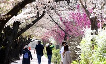 [포토] 32.4대1 경쟁 뚫고…여의도 윤중로 ‘제한적 벚꽃놀이’