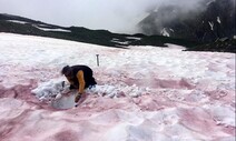 알프스 꼭대기에 펼쳐진 ‘핏빛 설원’, 기후변화 영향일까