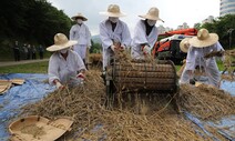 [포토] 토종 유기농 보리 수확