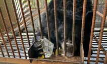 뜬장에 갇혀 ‘헉헉’…사육곰은 얼음 조각 하나에 열광했다