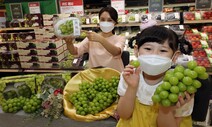 비싼 샤인머스켓으로 농가 ‘대이동’…제철 거봉 가격 확 뛰었다