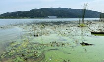 폭염에 또 나타난 ‘녹조라떼’…“언제까지 반복돼야 하나”