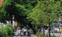 제주 관광객 맞이하던 담팔수 가로수길, 병해충으로 사라진다