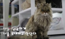 올해 28살 국내 최장수 고양이 ‘밍키’ 고양이별로