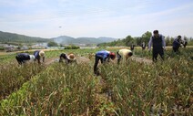 코로나19 직격탄 맞은 농촌 일손부족…“공적 중간조직으로 풀자”