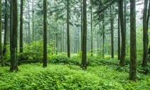“경제림 벌채·나무 교체” 찬성 92%…산림청 정책 학습 결과?