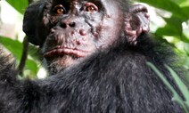 야생 침팬지 한센병 첫확인, 인간 아닌 다른 감염원 의심
