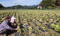 배추가 주저앉는다…중부지방 중심 무름병 등 확산