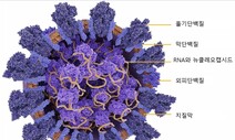 델타 변이의 높은 증식력, 숨겨진 원인 찾았다