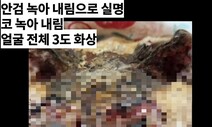 전남 완도, 불에 탄 길고양이 발견…잇따른 동물학대