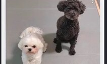 “댕냥이의 모든 것” 반려인을 위한 앱서비스