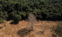 생물 다양성 보고인 브라질 열대 초원, 파괴 가속화