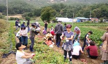 괴산에 웬 ‘서울’농장?…알고 보면 상주·영암에도 있어요