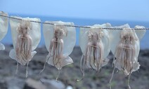 정치인 가족 상대 116억 사기 ‘가짜 오징어 수산업자’, 2심 징역 7년