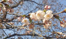 11일이나 늦어진 서울 벚꽃…기상청 ‘개화 기준’ 과연 뭘까