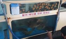 제주횟집서 먹은 참돔…도쿄올림픽 무관중에 ‘땡처리’ 일본산이었네