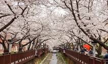 국경까지 꽃의 속도로…지구를 돈 내게 봄이 가장 아름다운 곳, 한국