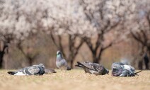 ‘너무 많은’ 비둘기, ‘불임모이’ 먹이자 개체수 55% 줄었다