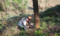 [단독] 18m 나무가 머리로 ‘쾅’…산림청 죽음의 ‘숲가꾸기’