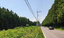 삼나무 훼손 논란 제주 ‘비자림로’ 확장공사 2년 만에 재개