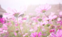 장인어른은 코스모스였다
