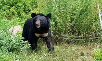 ‘오삼이’는 서식지 탐색 중…“제 삶 사는 곰, 너무 미워 말아요”