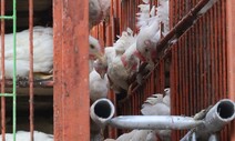 치킨이라는 새, 삼계탕이라는 새…복날 메뉴 고르기 전에
